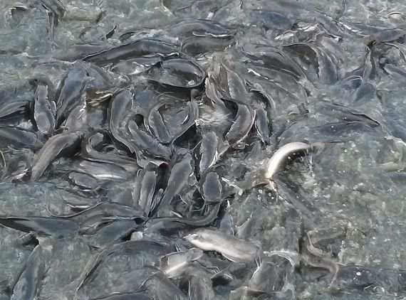Fish Farming